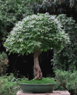 იაპონური ნეკერჩხალი სიმაღლე: 80 სმ