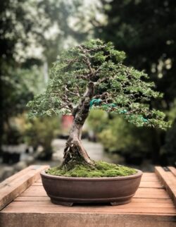 ურთხელი სიმაღლე: 50 სმ