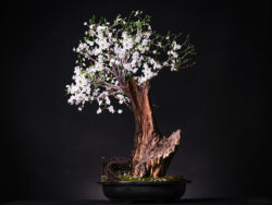 ასაკი ≈ 30 წელი. სიმაღლე: 80 სმ