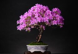 აზალია აზალია