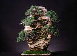 ასაკი ≈ 15 წელი. სიმაღლე: 50 სმ