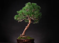 ასაკი ≈ 25 წელი. სიმაღლე: 40 სმ