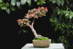 კოწახური სიმაღლე: 25 სმ