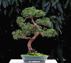 ღვია სიმაღლე: 50 სმ