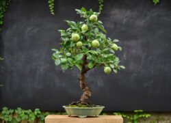 ვაშლი სიმაღლე: 45 სმ