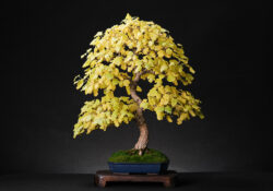 თუთა თუთა