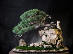 ღვია ასაკი ≈ 40 წელი. სიმაღლე: 80 სმ