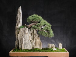 ღვია სიმაღლე: 60 სმ