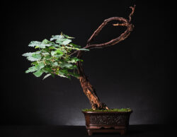 ვაზი ასაკი ≈ 40 წელი. სიმაღლე: 65 სმ