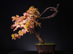 ასაკი ≈ 35 წელი. სიმაღლე: 65 სმ