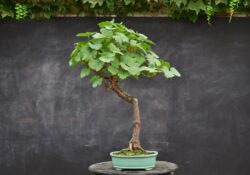 ვაზი სიმაღლე: 50 სმ