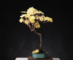 ვაზი ბონსაი სიმაღლე: 50 სმ