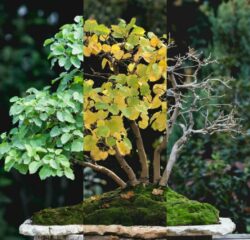 თეთრი თუთა სამივე "მდგომარეობაში" სიმაღლე: 40 სმ