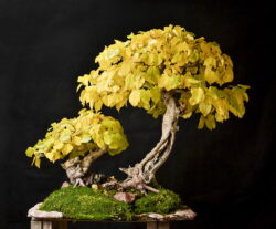 თუთა ასაკი ≈ 40 წელი. სიმაღლე: 80 სმ