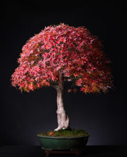 იაპონური ნეკერჩხალი ასაკი ≈ 30 წელი. სიმაღლე: 80 სმ