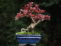 კოწახური სიმაღლე: 15 სმ