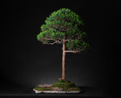 კვიპაროზი ასაკი ≈ 30 წელი. სიმაღლე: 80 სმ