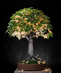 ლიქვიდამბრი ასაკი ≈ 30 წელი. სიმაღლე: 110 სმ