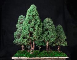 კანადური ნაძვი ასაკი ≈ 35 წელი. სიმაღლე: 110 სმ