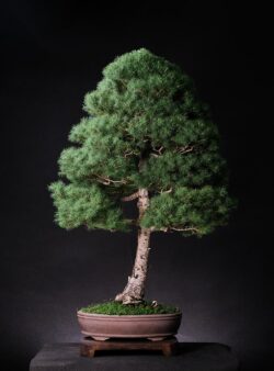 ნაძვი ასაკი ≈ 40 წელი. სიმაღლე: 80 სმ