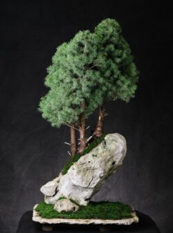 ნაძვი ასაკი ≈ 25 წელი. სიმაღლე: 90 სმ