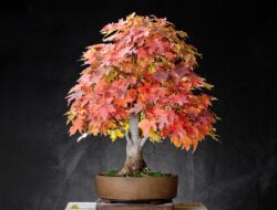 ნეკერჩხალი ასაკი ≈ 25 წელი. სიმაღლე: 60 სმ