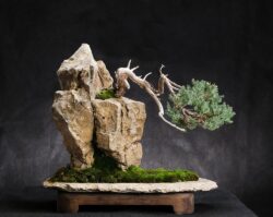 ღვია სიმაღლე: 35 სმ