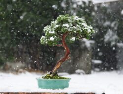 ღვია სიმაღლე: 45 სმ