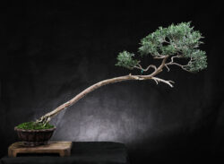 ღვია სიმაღლე: 45 სმ