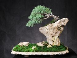 ღვია სიმაღლე: 45 სმ