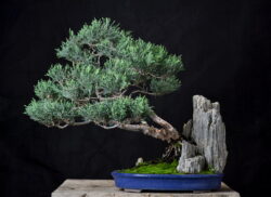 ღვია ასაკი ≈ 25 წელი. სიმაღლე: 50 სმ