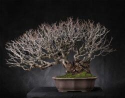 ჯაგრცხილა ასაკი ≈ 30 წელი. სიმაღლე: 65 სმ