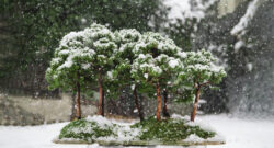 ბონსაი სიმაღლე: 60 სმ