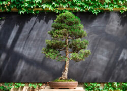 კანადური ნაძვი სიმაღლე: 80 სმ