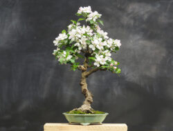 ვაშლი სიმაღლე: 45 სმ