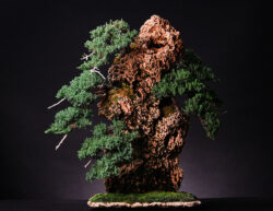 ღვია ასაკი ≈ 15 წელი. სიმაღლე: 50 სმ