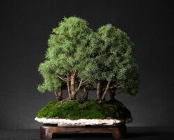 ნაძვი ასაკი ≈ 15 წელი. სიმაღლე: 40 სმ