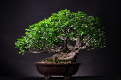 ჯაგრცხილა ასაკი ≈ 40 წელი. სიმაღლე: 50 სმ