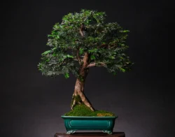 ასაკი ≈ 25 წელი. სიმაღლე: 40 სმ