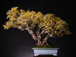 ჯაგრცხილა ასაკი ≈ 40 წელი. სიმაღლე: 50 სმ