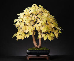 სიმაღლე: 50 სმ თეთრი თუთა