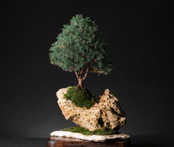 ღვია ასაკი ≈ 15 წელი. სიმაღლე: 45 სმ