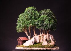 ბზა ასაკი ≈ 15 წელი. სიმაღლე: 40 სმ