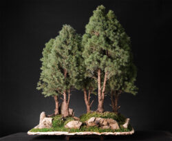 ნაძვის ტყე ასაკი ≈ 30 წელი. სიმაღლე: 70 სმ