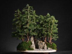 ნაძვი ასაკი ≈ 15 წელი. სიმაღლე: 45 სმ