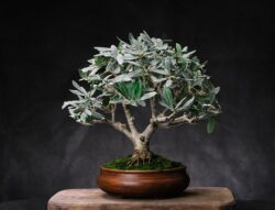 ზეთისხილი სიმაღლე: 30 სმ