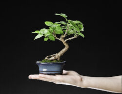 თუთა პატარა ბონსაი