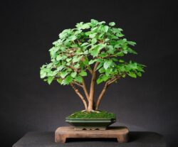 თუთა ასაკი ≈ 15 წელი. სიმაღლე: 40 სმ