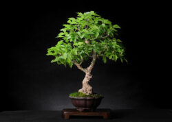 იფანფოთოლა ნეკერჩხალ ასაკი ≈ 25 წელი. სიმაღლე: 45 სმ