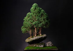 ნაძვი ასაკი ≈ 30 წელი. სიმაღლე: 100 სმ